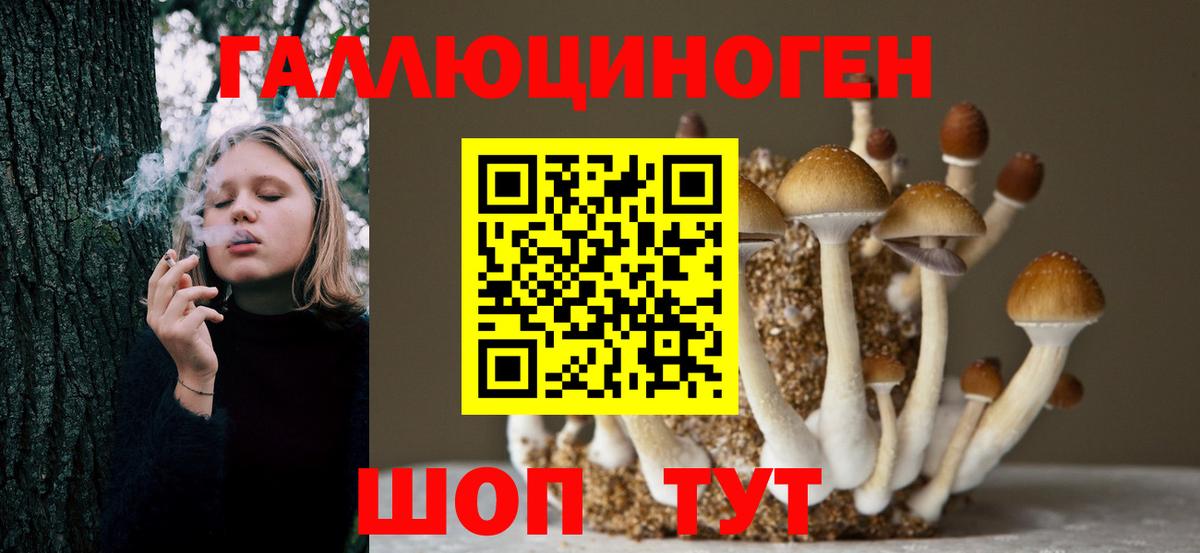 Галлюциногенные грибы Psilocybe Вичуга